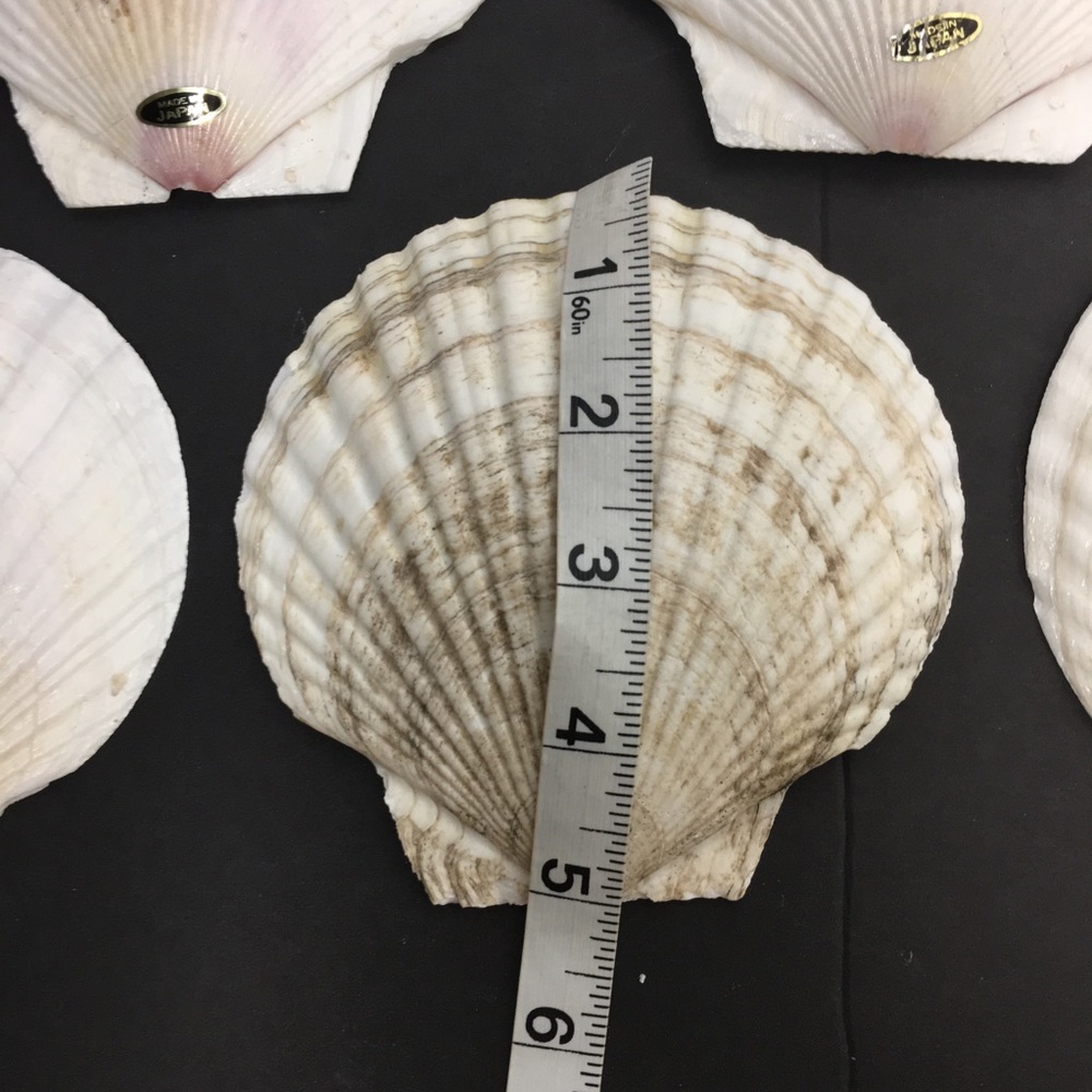 Genuine Baking Sea Shells - Picture 7 of 8